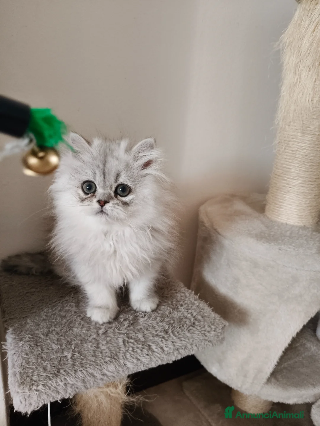 Persiano gatti in vendita: Cucciola persiana  - Annuncio 2