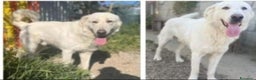 Meticcio cani in regalo: Sole 3anni buttato cucciolo a morire in 1fiume.SUD a Città metropolitana di Milano - Annuncio 2