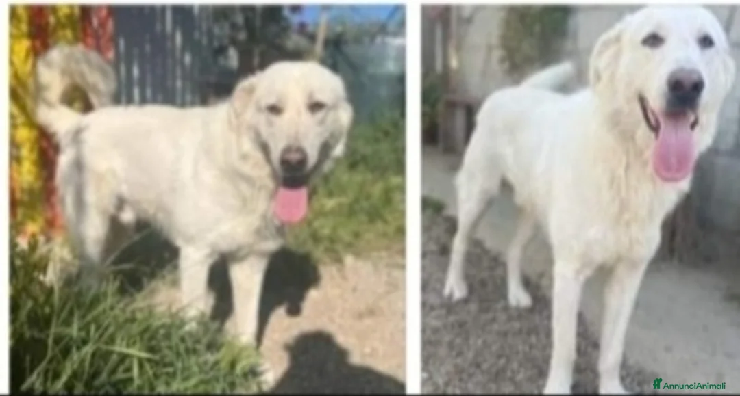 Meticcio cani in regalo: Sole 3anni buttato cucciolo a morire in 1fiume.SUD a Città metropolitana di Milano - Annuncio 2