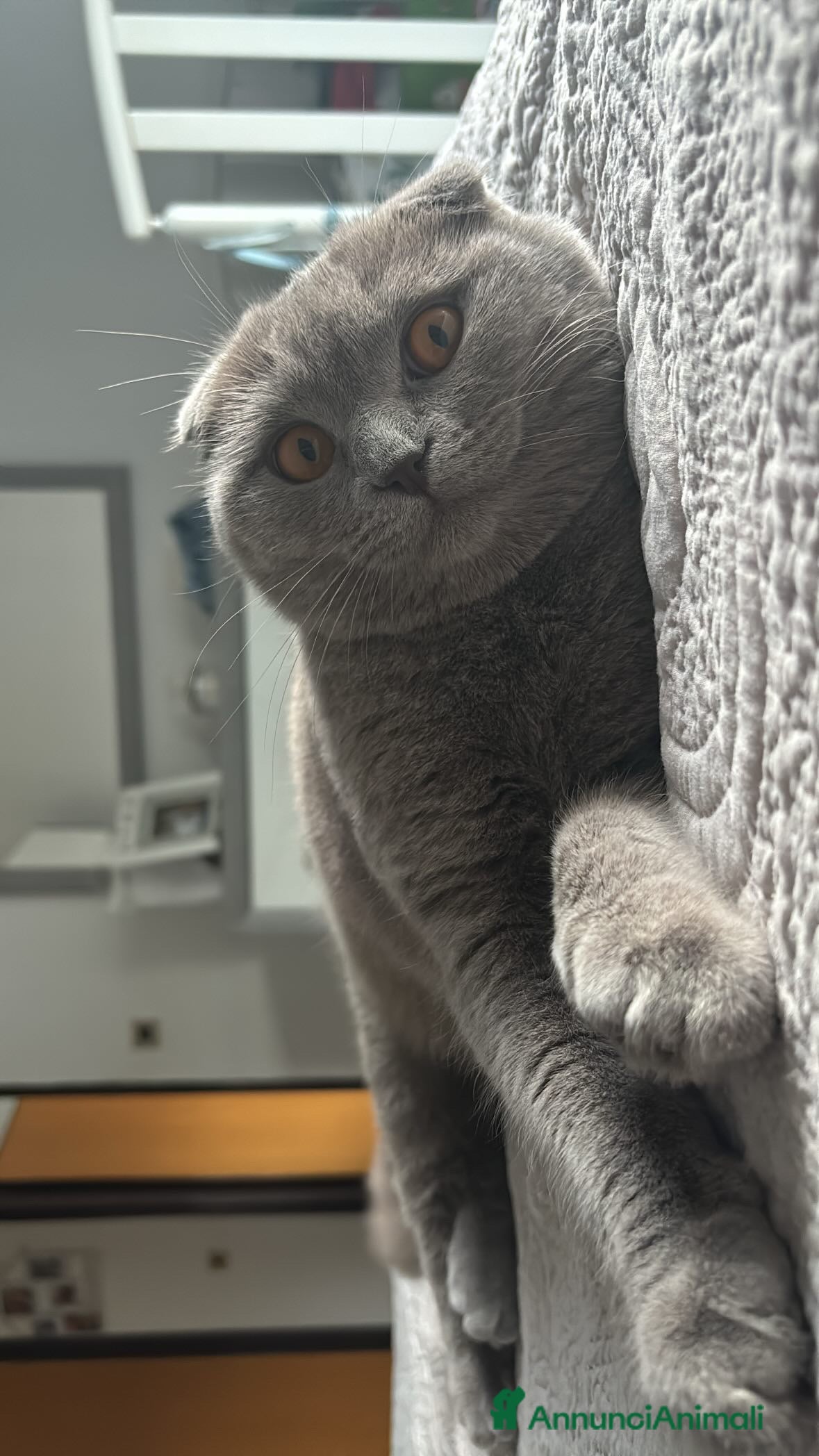 Scottish gatti Arturo Scottish fold, accoppiamento! - Annuncio 2