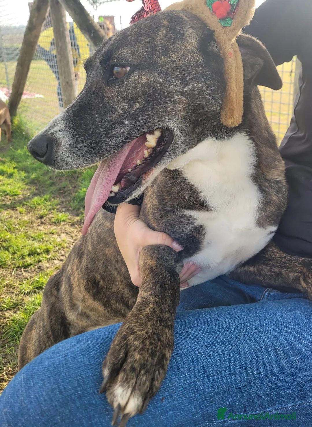 Meticcio cani in regalo: Zoom, la cagnolina più simpatica del canile  - Annuncio 7