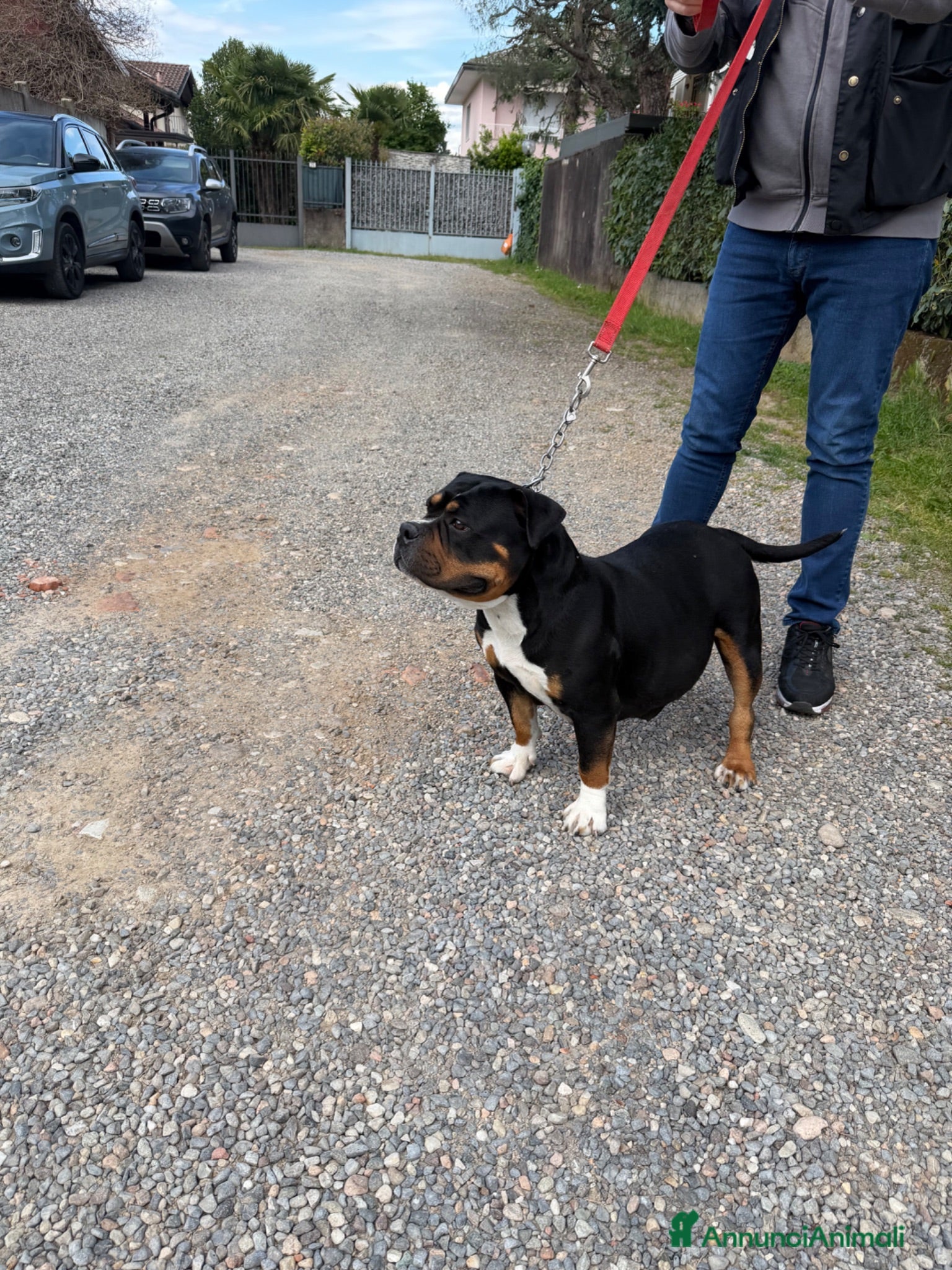 American Bully cani CUCCIOLI AMERICA BULLY  - Annuncio 1