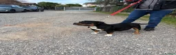 American Bully cani in vendita: CUCCIOLI AMERICA BULLY  - Annuncio 1