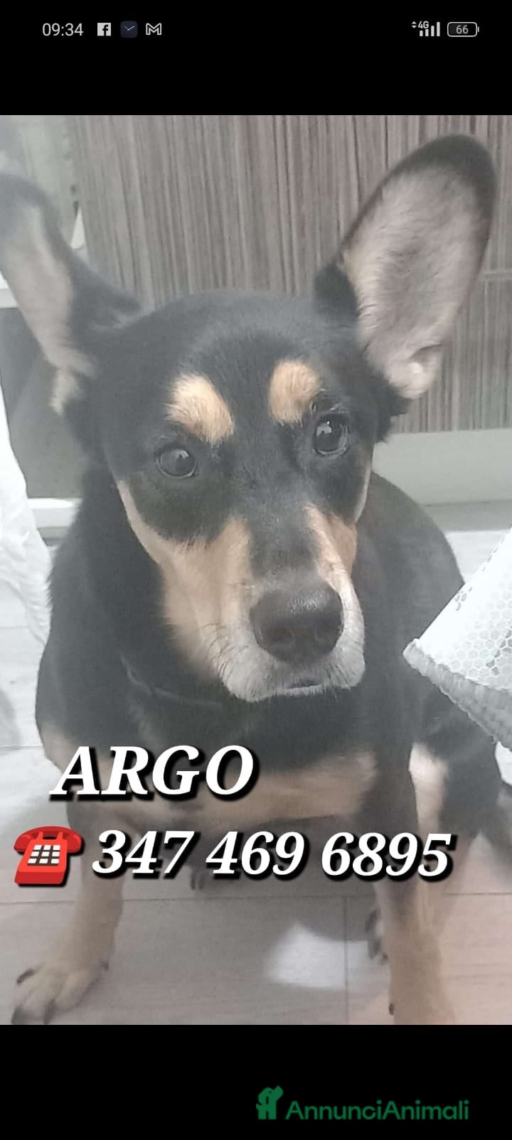 Meticcio cani Argo rischia il canile - Milano a Città metropolitana di Milano - Annuncio 42