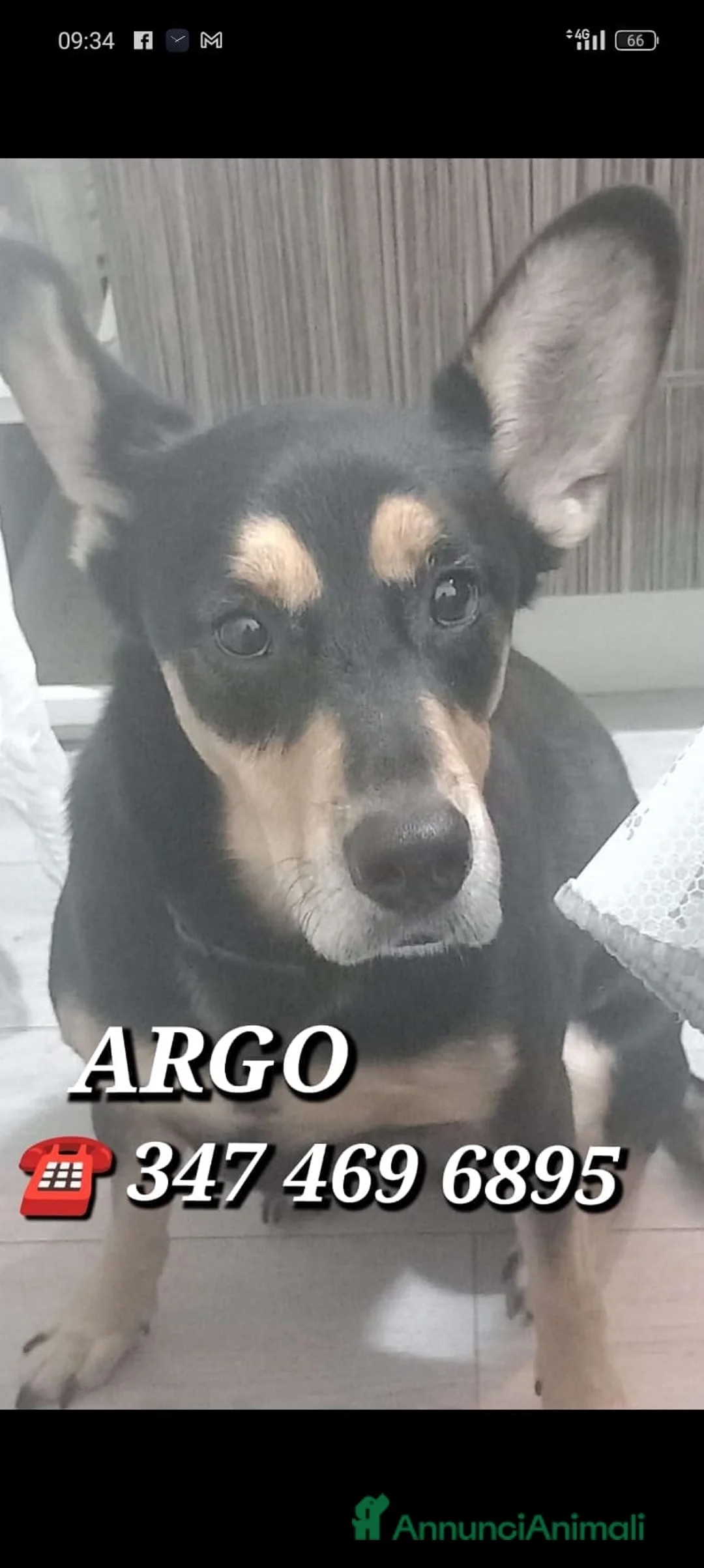 Meticcio cani in regalo: Argo rischia il canile - Milano a Città metropolitana di Milano - Annuncio 1