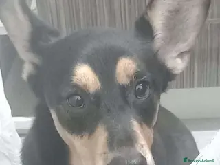 Meticcio cani Argo rischia il canile - Milano a Città metropolitana di Milano - Annuncio 42