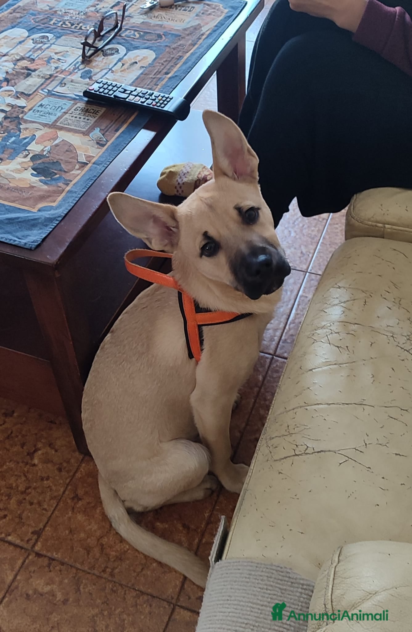 Meticcio cani Cucciolo di taglia media piccola  - Annuncio 9