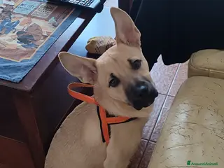 Meticcio cani Cucciolo di taglia media piccola - Annuncio 9