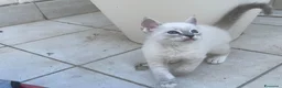 Ragdoll gatti in vendita: Ragdoll maschi - Annuncio 2