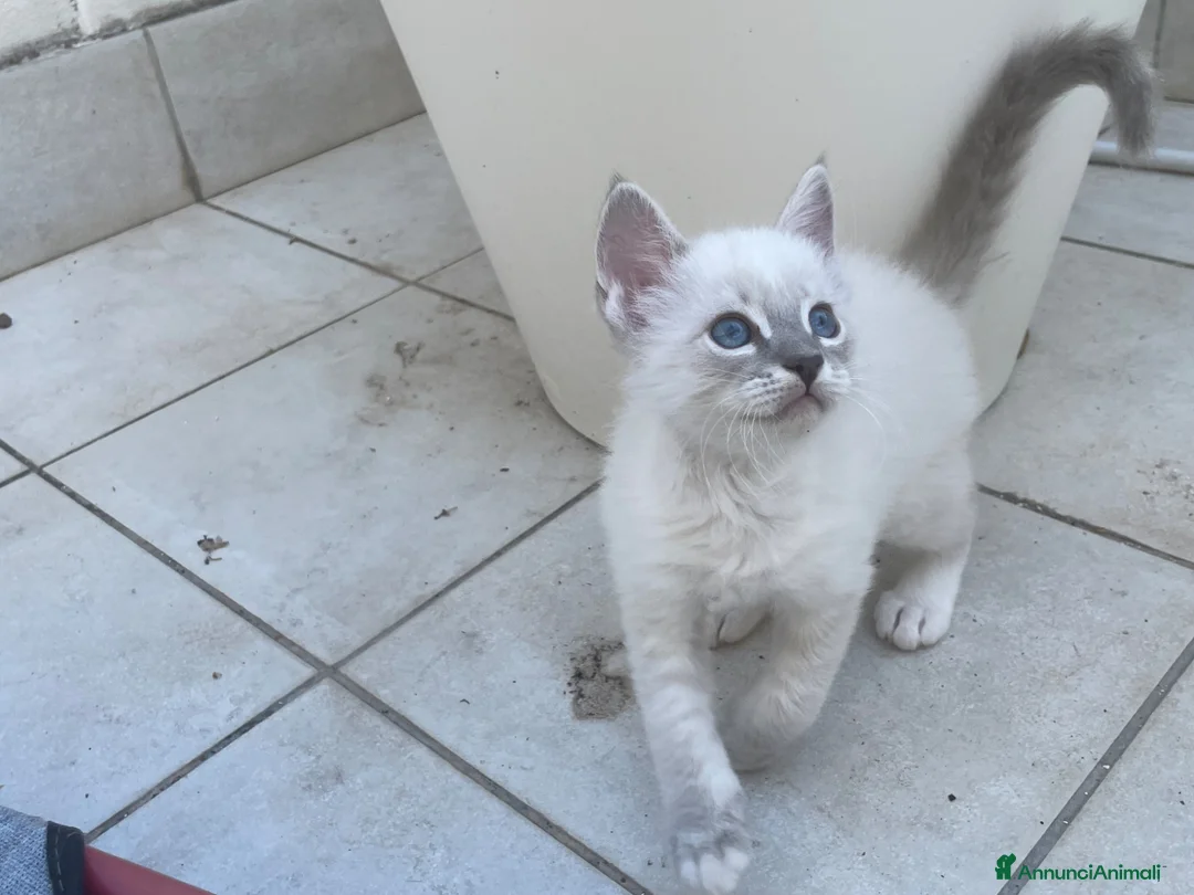 Ragdoll gatti in vendita: Ragdoll maschi - Annuncio 2