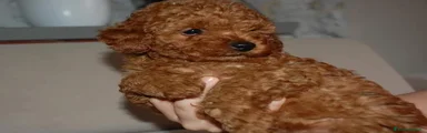 Barboncino Toy 1