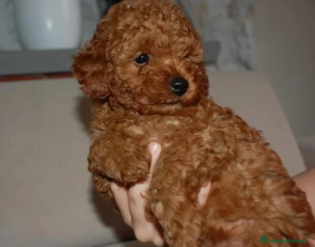 Barboncino Toy cani in vendita: Barboncino Toy rosso  a Città Metropolitana di Venezia - Annuncio 2