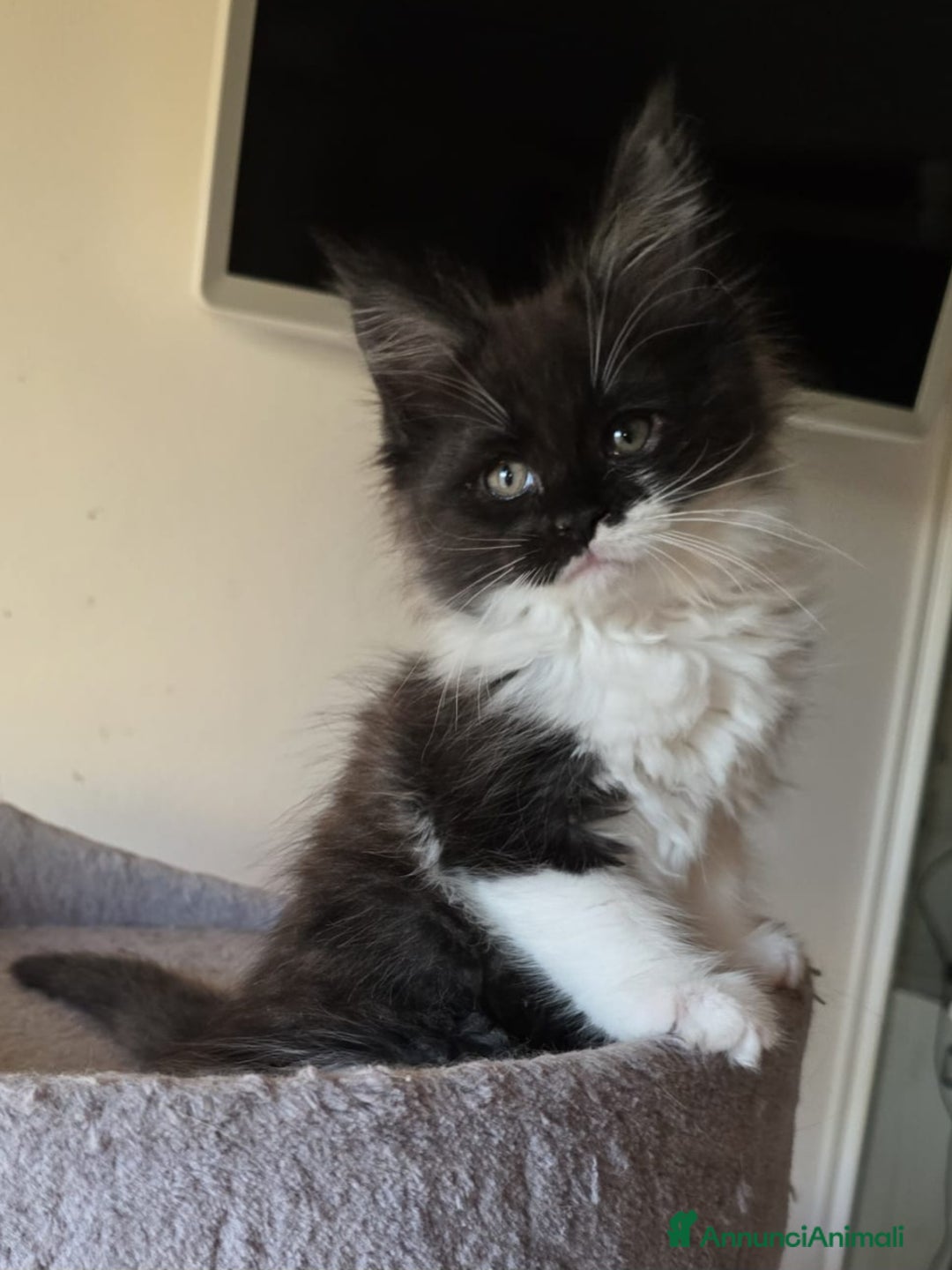 Maine Coon gatti in vendita: Maine coon maschietto Red pedigree Afef  - Annuncio 5