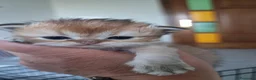 Persiano gatti in vendita: Gattine persiane con Pedigree ENFI - Annuncio 5