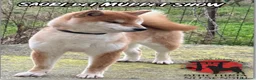 Shiba Inu cani in vendita: Cuccioli Shiba Inu con Pedigree - Annuncio 3