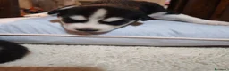 Husky cani in vendita: Cuccioli di siberian husky - Annuncio 27