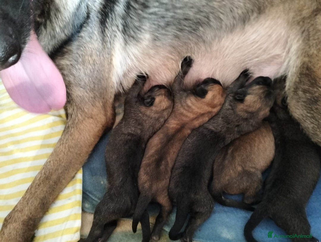 Pastore Belga cani in vendita: Cuccioli pastore belga Malinois con Pedigree ENCI - Annuncio 9