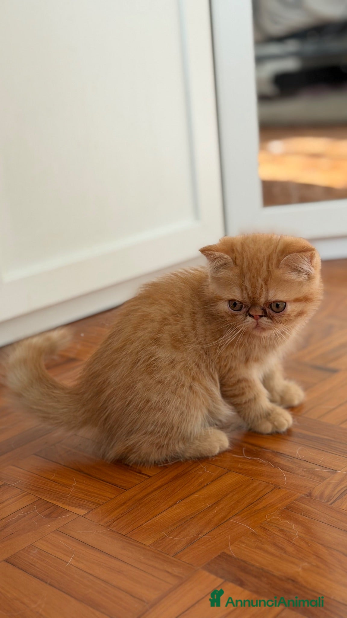 Exotic Shorthair gatti Maschio razza exotic - Annuncio 27
