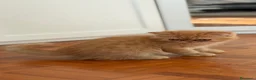 Exotic Shorthair gatti in vendita: Maschio razza exotic - Annuncio 1