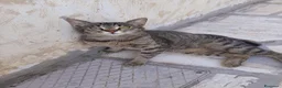Europeo gatti in regalo: Margherita, 6 mesi, cerca casa - Annuncio 1