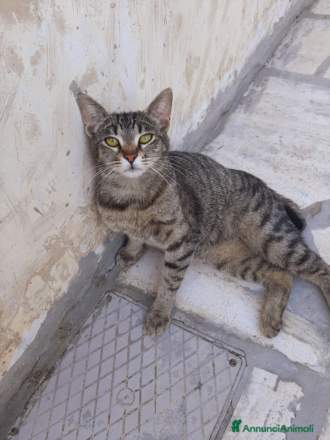 Europeo gatti in regalo: Margherita, 6 mesi, cerca casa - Annuncio 1