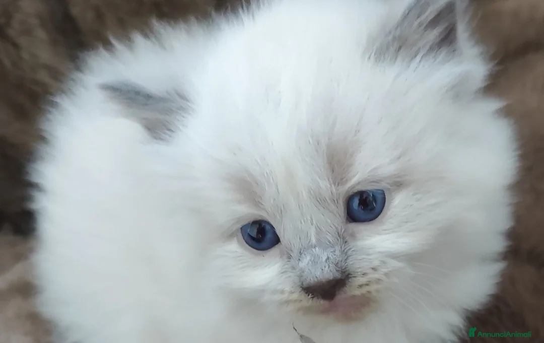 Ragdoll gatti in vendita: Maschietto Ragdoll  - Annuncio 1