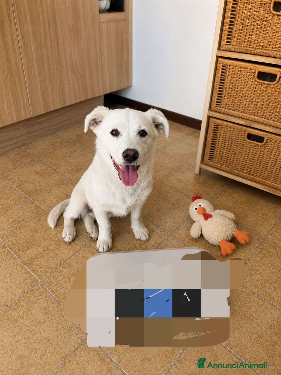 Meticcio cani Cagnolino taglia piccola  - Annuncio 15