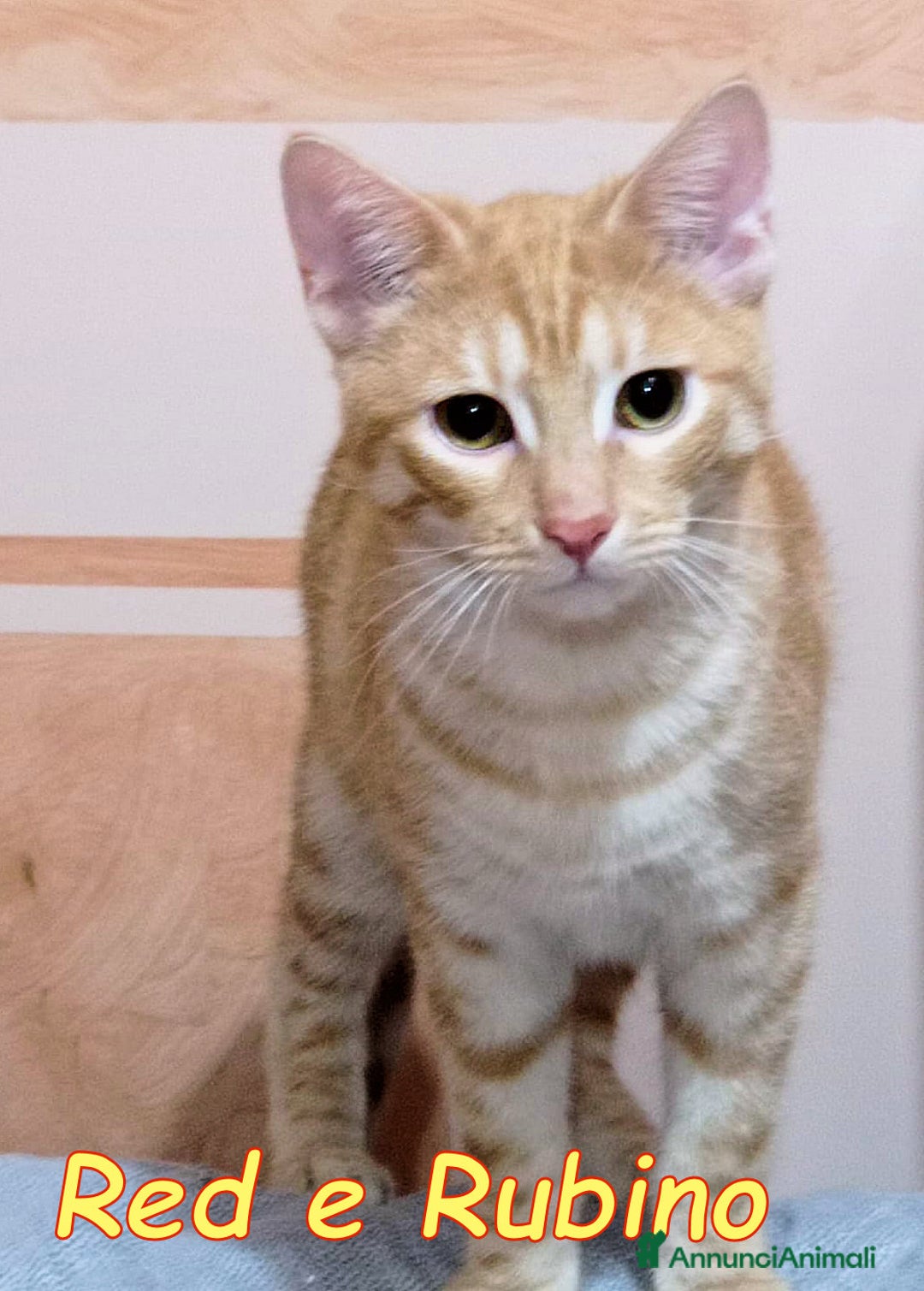 Europeo gatti in regalo: RED E RUBINO DOLCISSIMI GATTINI ROSSI - Annuncio 5