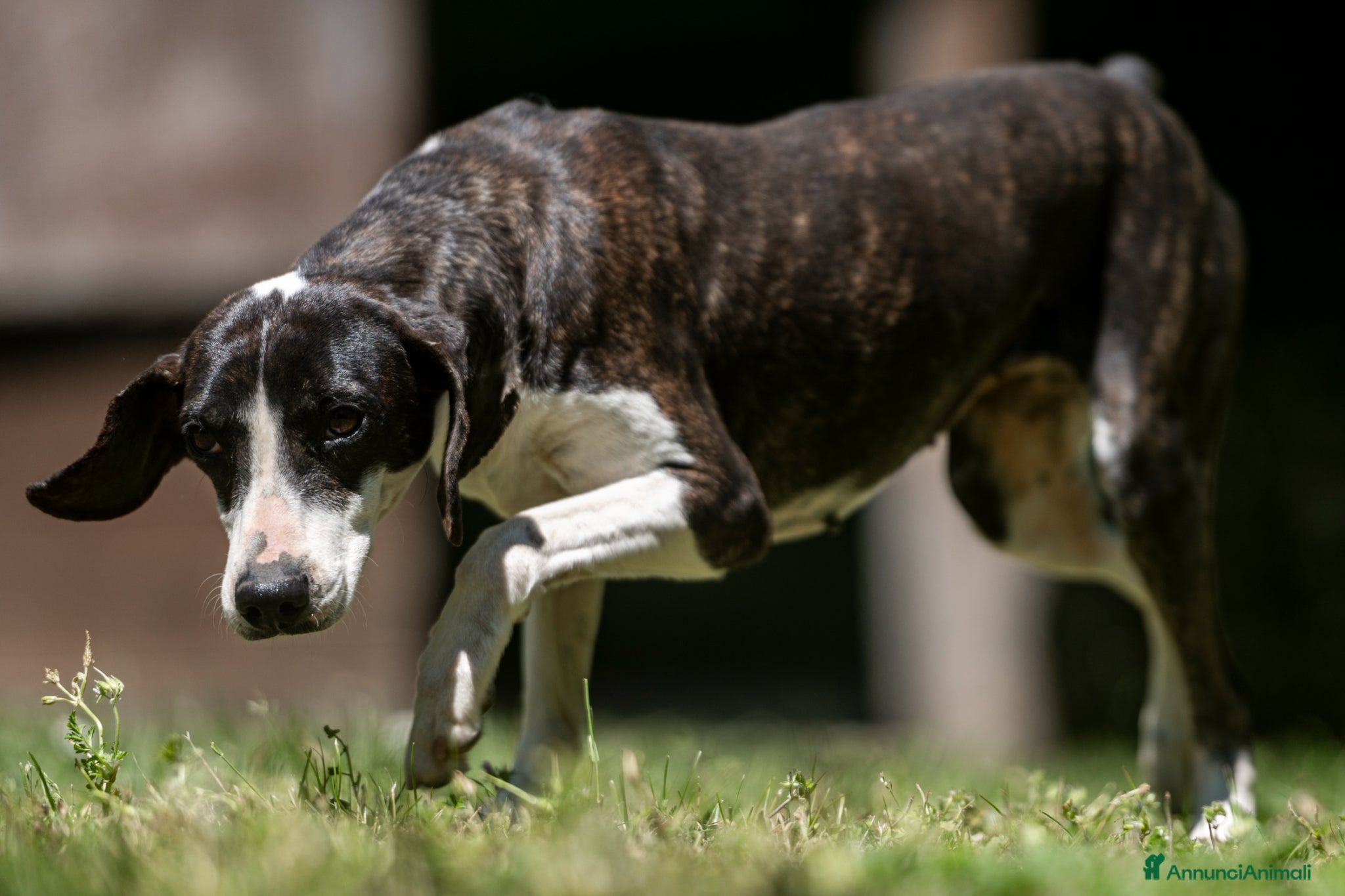 Meticcio cani in regalo: LA DOLCE RUGHETTA HA BISOGNO DI UNA CASA - Annuncio 3