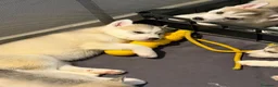 Husky cani in vendita: Cuccioli di meravigliosi husky cercano casa - Annuncio 5