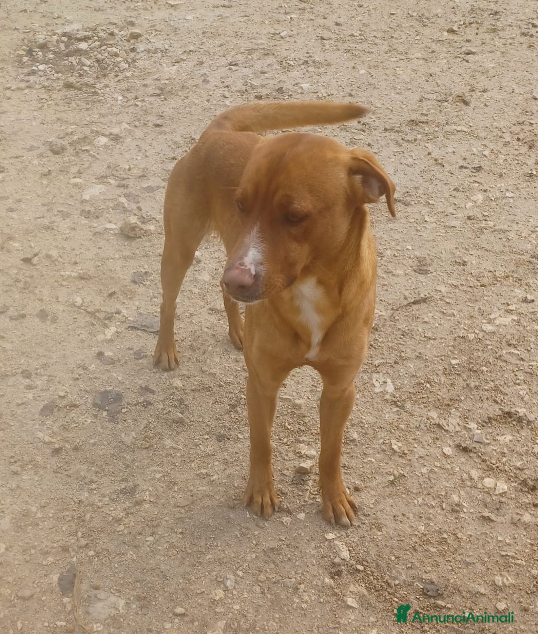 Meticcio cani in regalo: IL FANTASTICO CORFU'' a Città Metropolitana di Firenze - Annuncio 2