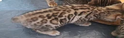 Bengala gatti in vendita: Cuccioli gatti Bengala  a Città Metropolitana di Firenze - Annuncio 4