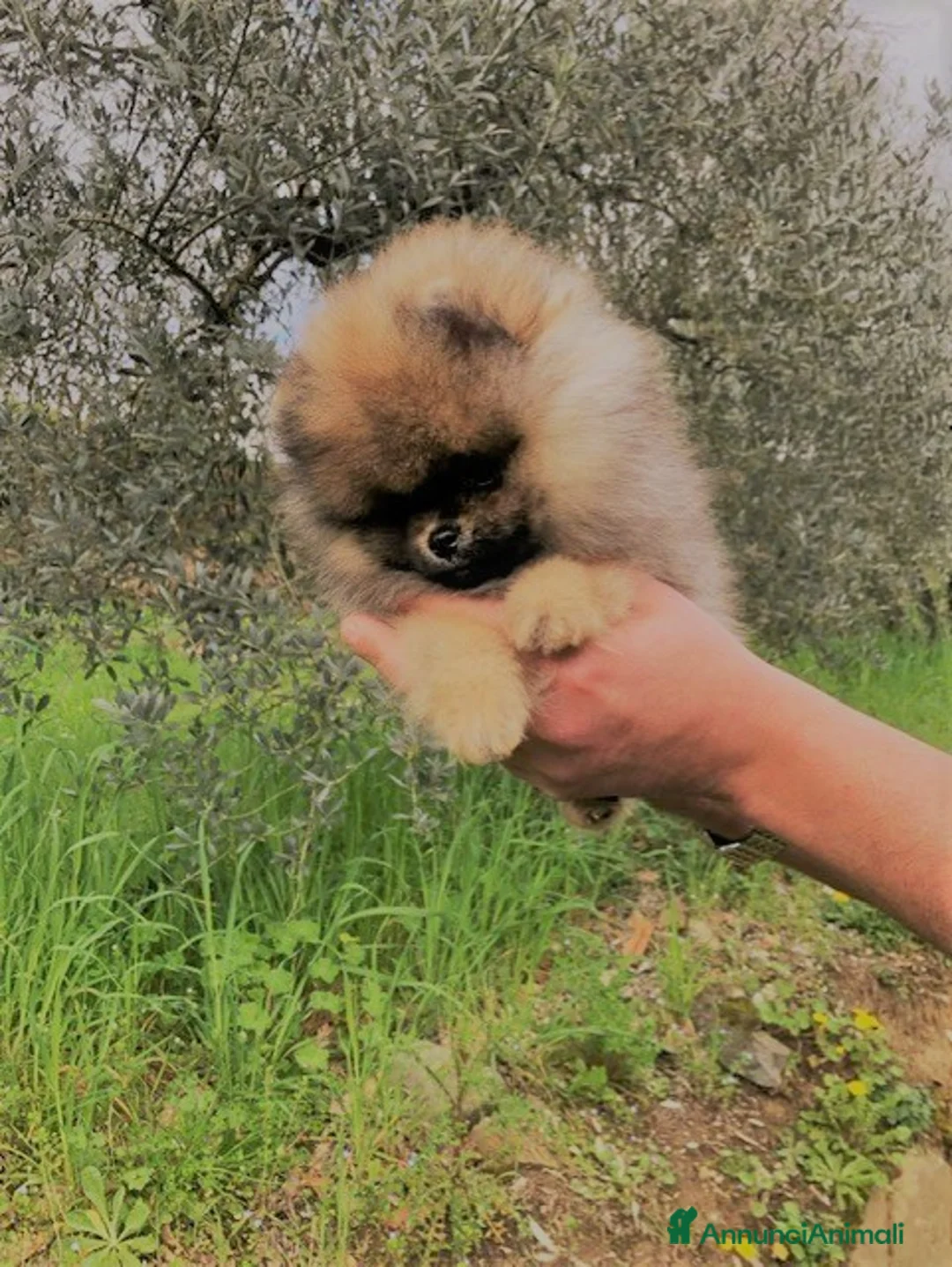 Volpino Pomerania cani in vendita: Pomerania meraviglioso orsetto a Città Metropolitana di Bologna - Annuncio 2