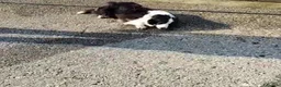 Border Collie cani in regalo: Border Collie 8anni ex fattrice in canile BERGAMO - Annuncio 3