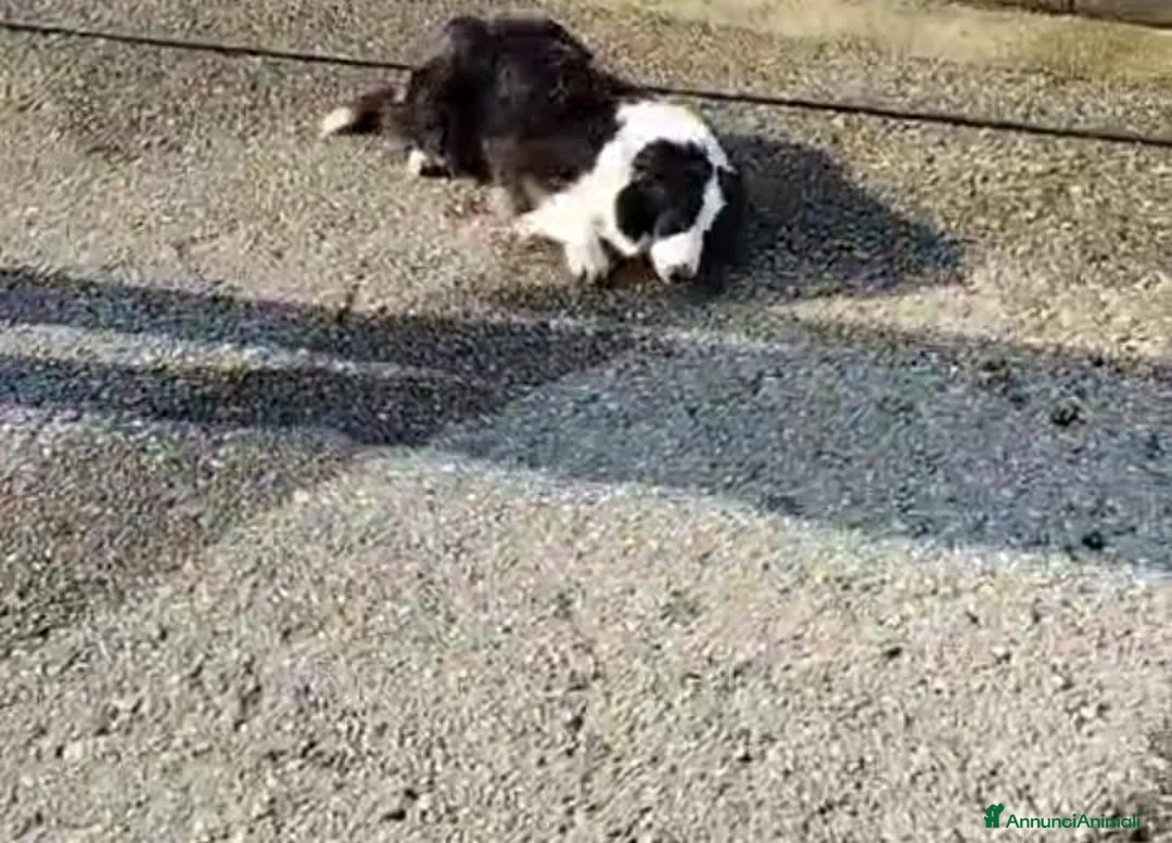 Border Collie cani in regalo: Border Collie 8anni ex fattrice in canile BERGAMO - Annuncio 3