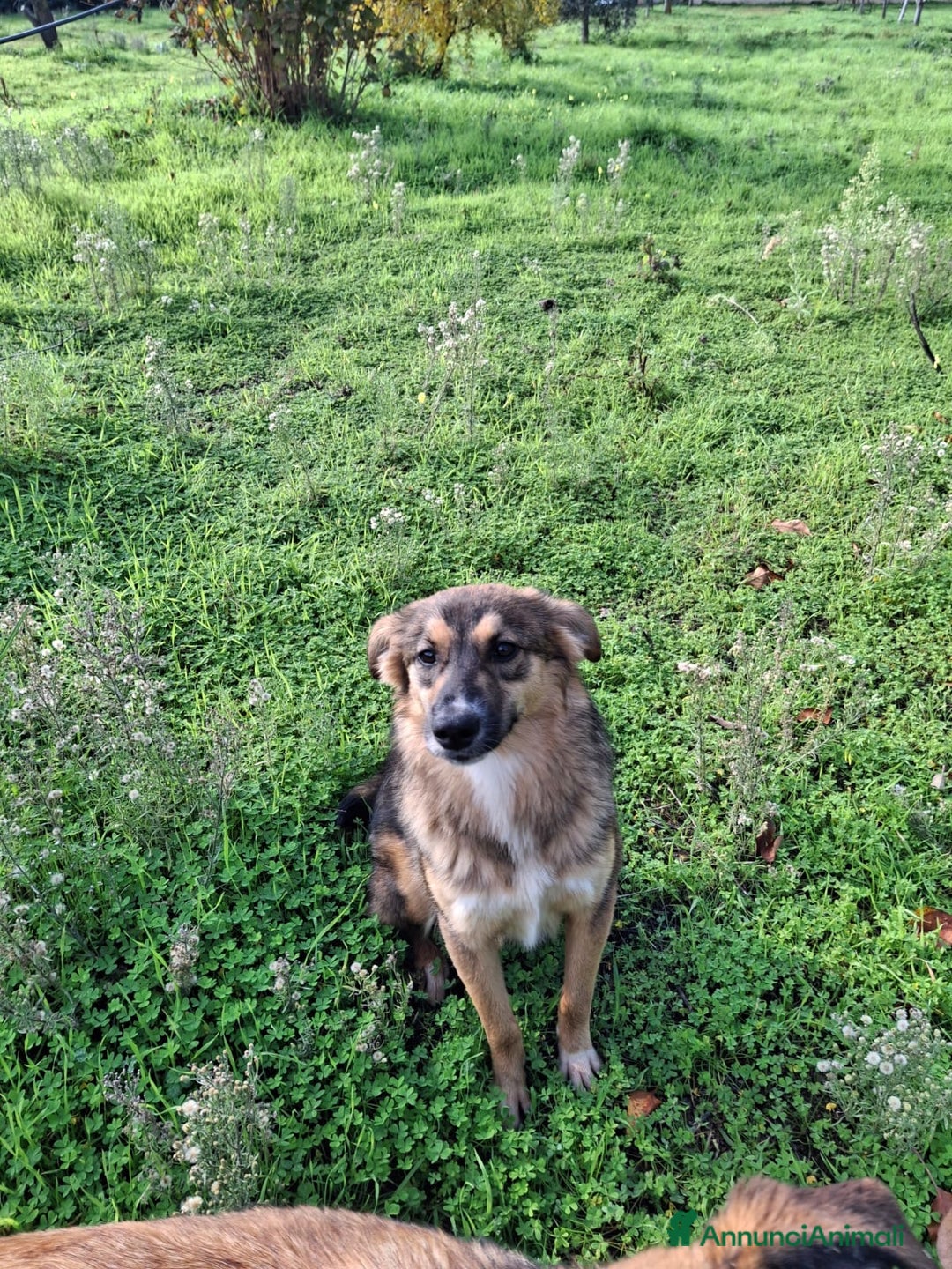 Meticcio cani in regalo: BRENDA 🩷-cucciola.La adotti?Non lasciarla nel box - Annuncio 8