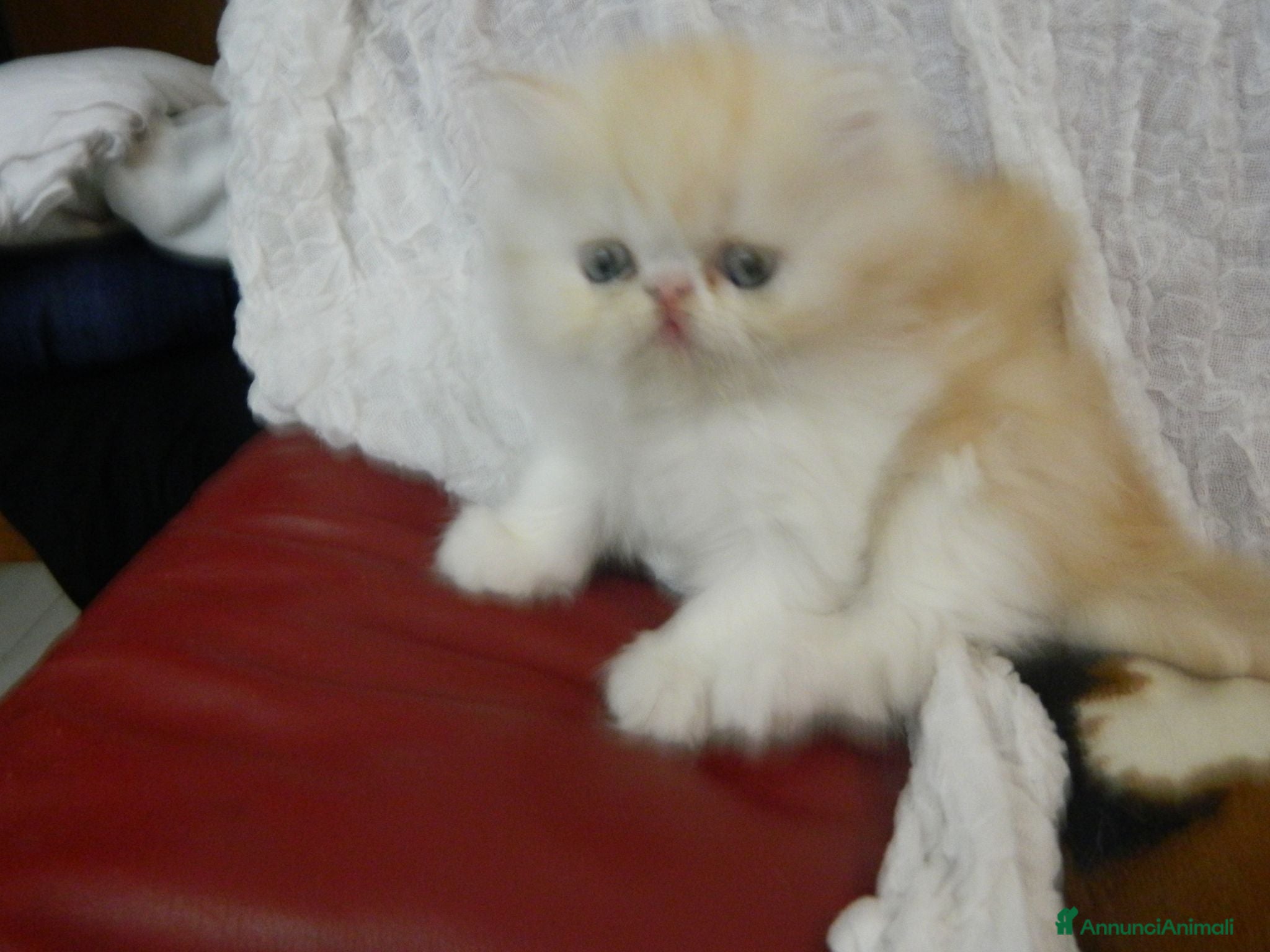 Scottish gatti SCOTTISH FOLD E STRAIGHT - Annuncio 3