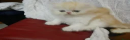Scottish gatti in vendita: SCOTTISH FOLD E STRAIGHT a Provincia di Treviso - Annuncio 1