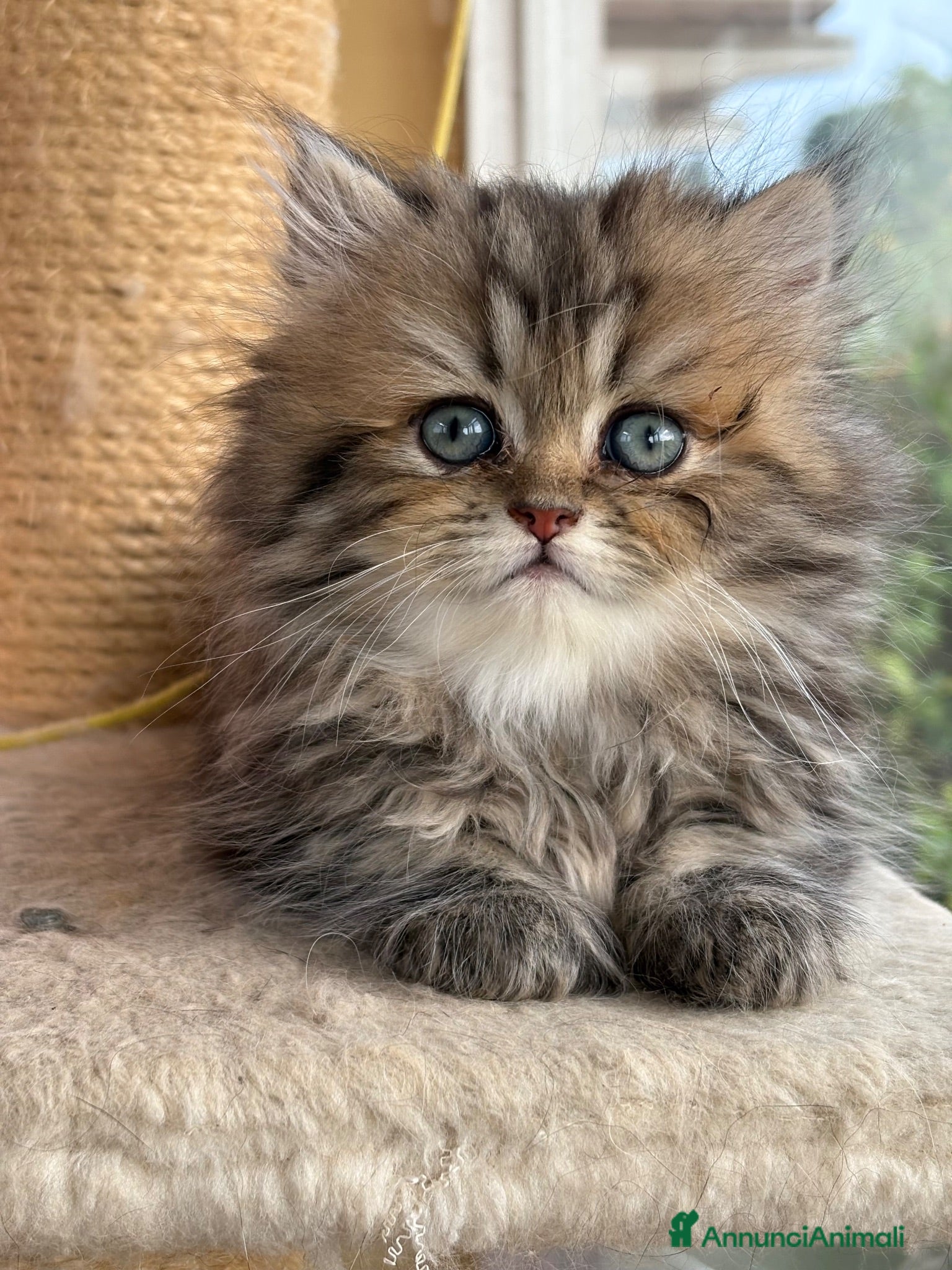 Persiano gatti Meravigliosa cucciola di persiano, golden - Annuncio 3