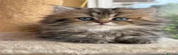 Persiano gatti in vendita: Meravigliosa cucciola di persiano, golden - Annuncio 1
