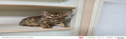 Bengala gatti in vendita: Bengala  - Annuncio 1