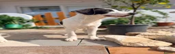 Meticcio cani in regalo: Gary 4mesi occhi grigi,tg media in arrivo a MILANO - Annuncio 3