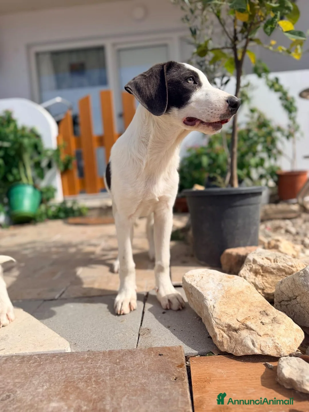Meticcio cani in regalo: Gary 4mesi occhi grigi,tg media in arrivo a MILANO - Annuncio 3