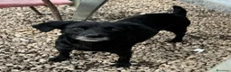 Meticcio cani in regalo: Monica 3 anni Taglia piccola  - Annuncio 3