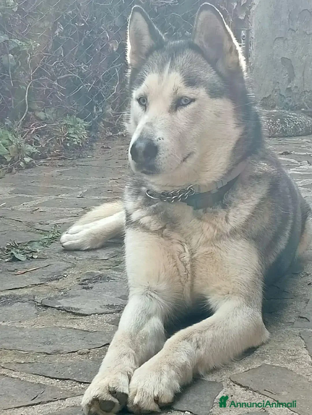 Husky cani in vendita: Cuccioli Siberian husky occhi azzurri  - Annuncio 1