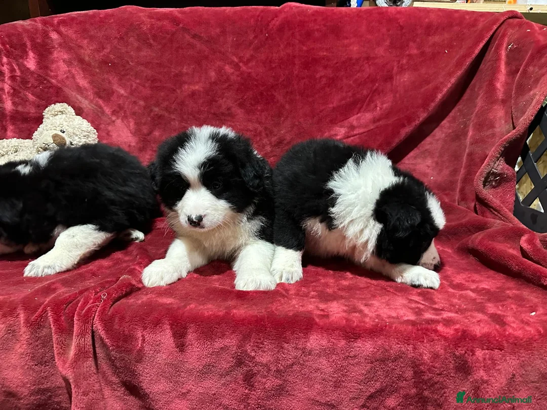 Border Collie cani in vendita: BORDER COLLIE - Annuncio 5