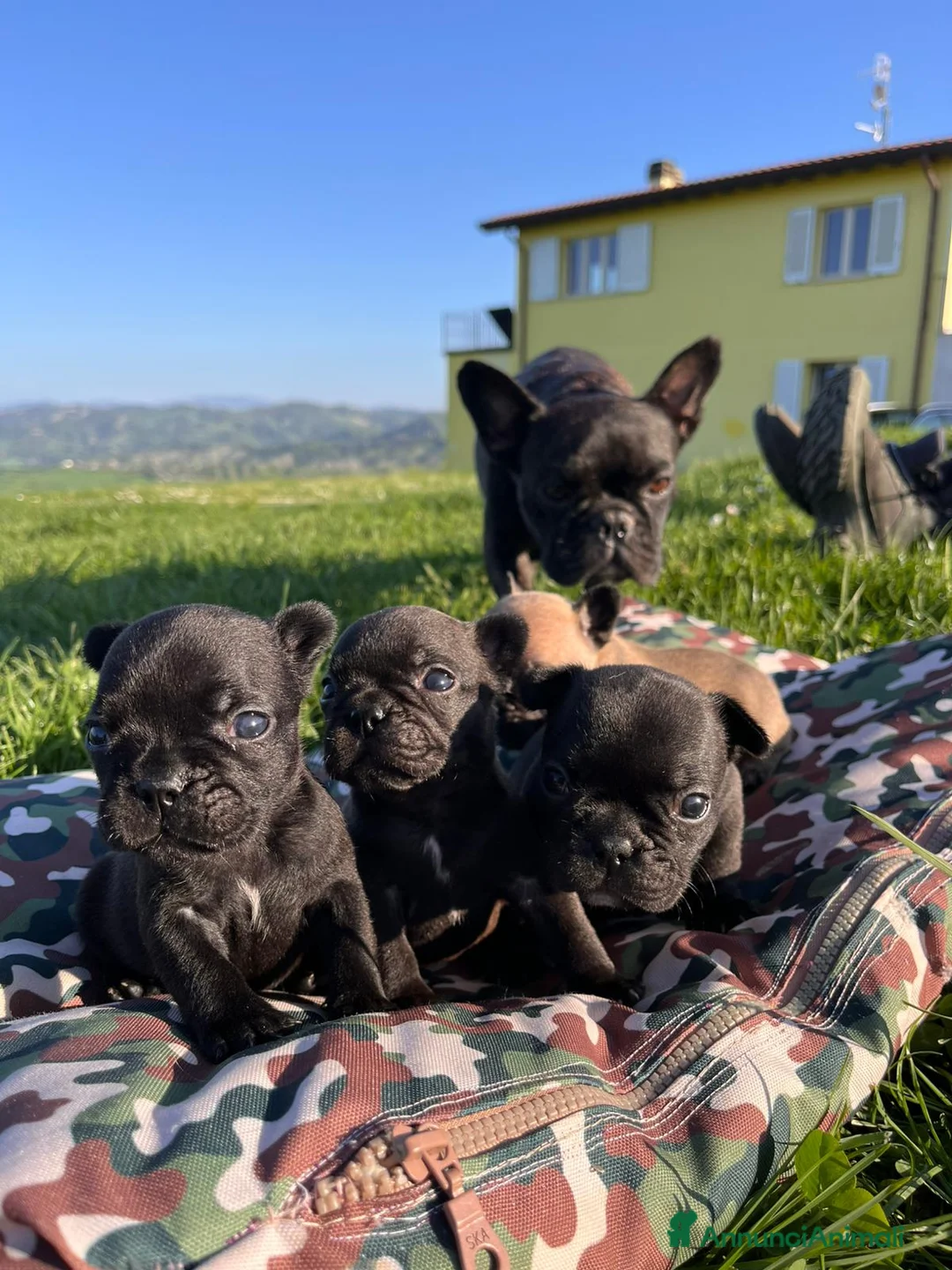 Bulldog Francese cani in vendita: Bellissimi cuccioli di Bouldogue Francese - Annuncio 2