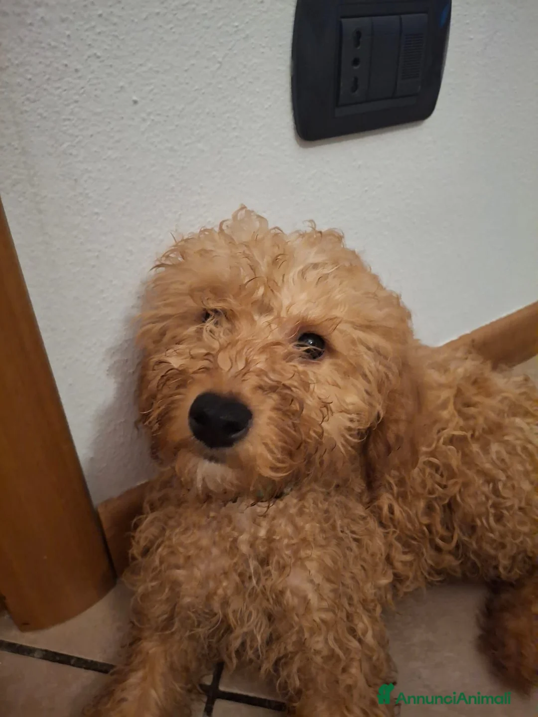 Barboncino cani in vendita: Disponibili ultimi 2 fantastici cuccioli  a Provincia di Bergamo - Annuncio 2