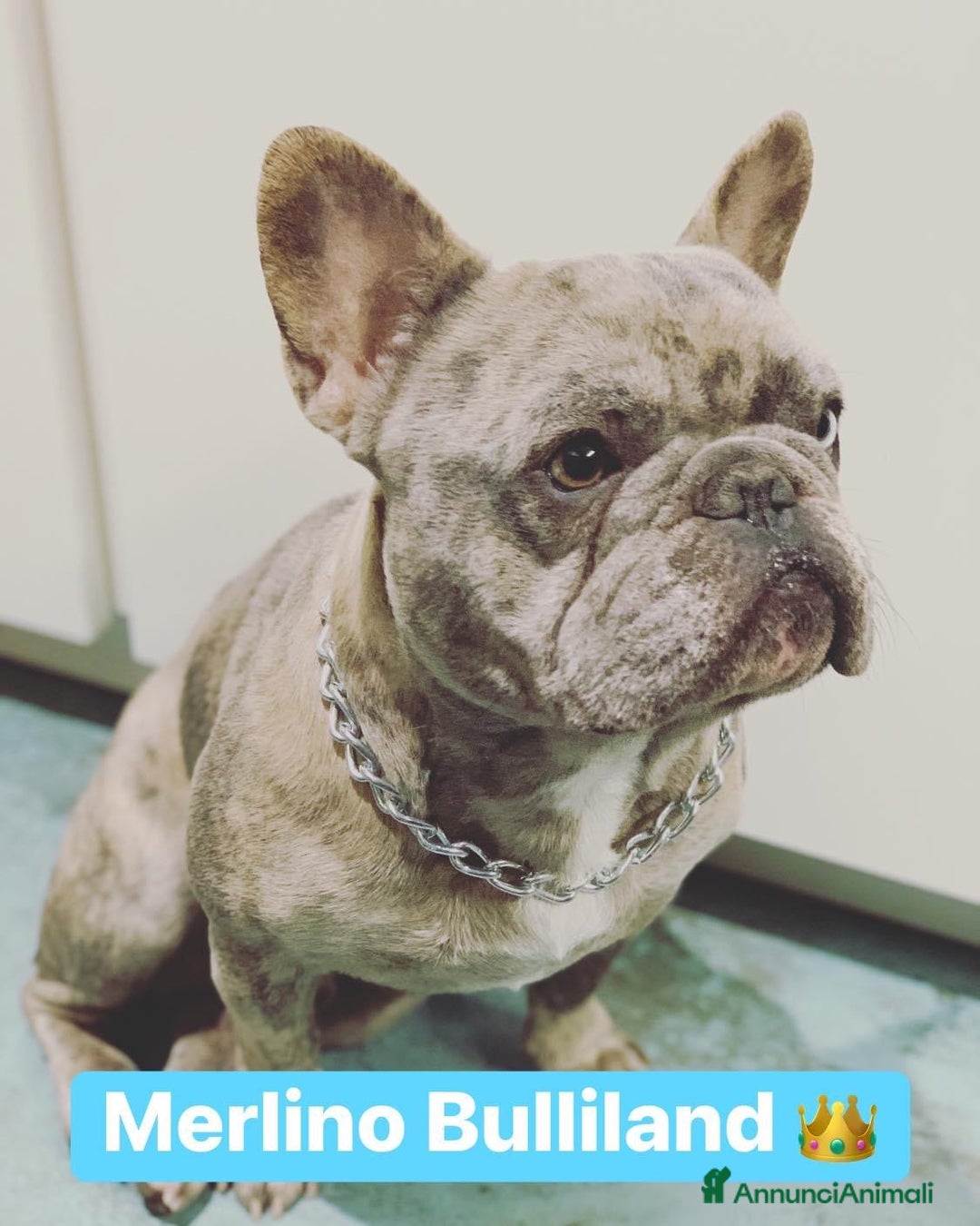 Immagine della galleria {{count}}