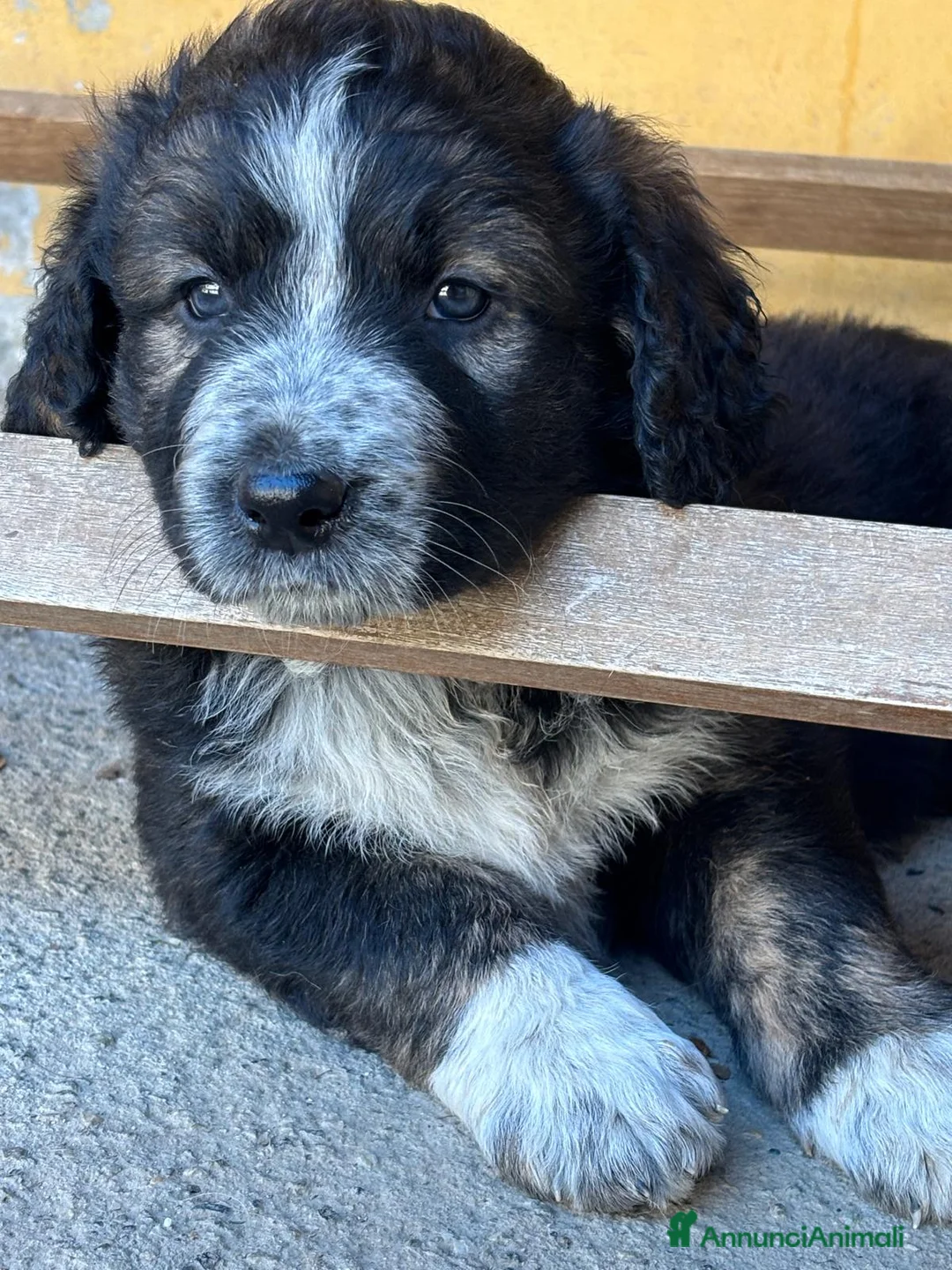 Meticcio cani in regalo: Splendido cucciolo di probabile taglia grande a Città Metropolitana di Torino - Annuncio 2